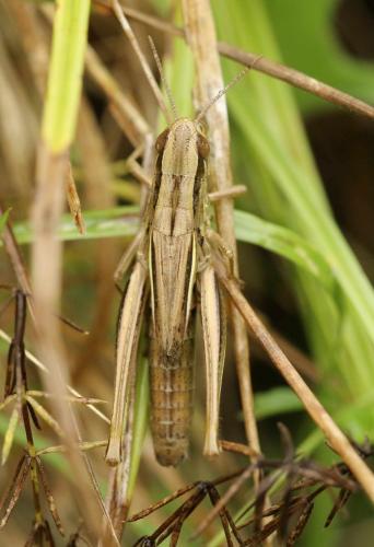 Réf. 203 130 : Euchorthippus declivus